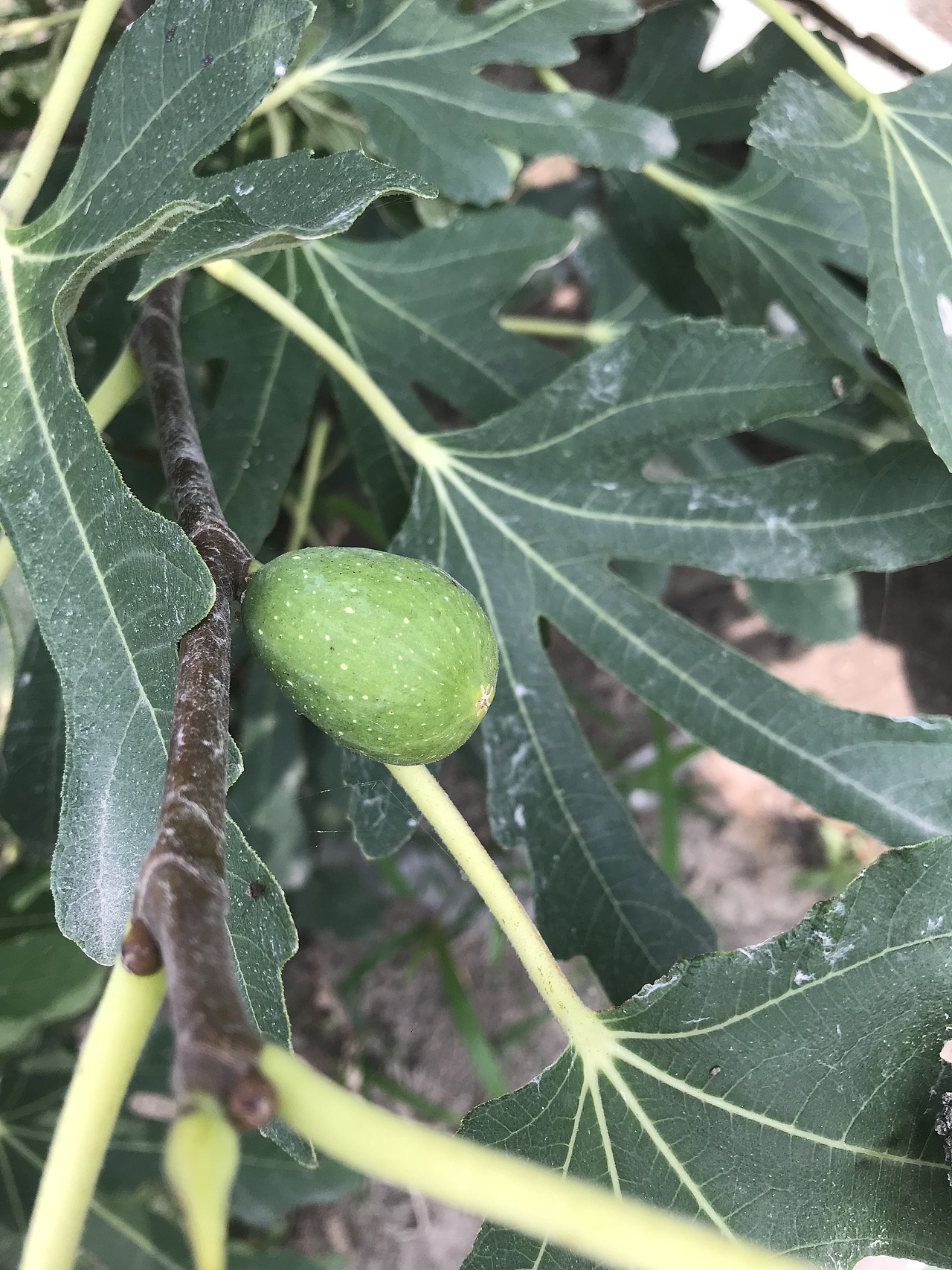 田园小景（图ZMTY3NjQwNDQ4） - 产品摄影 - 站酷设计师游走的呆原创素材 - 站酷ZCOOL