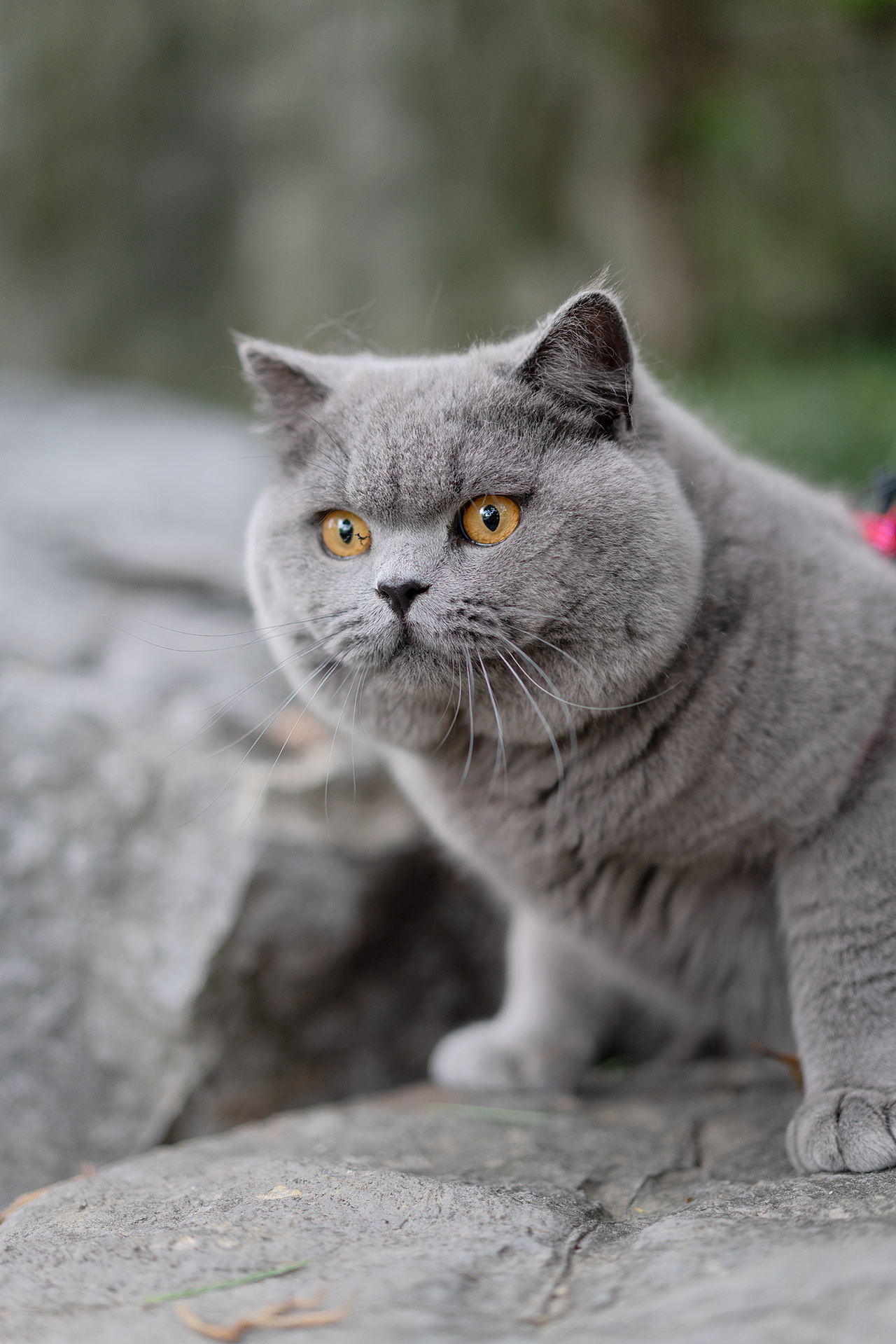 英短 蓝猫 纯蓝色 英国短毛猫 沐米猫舍 适合当种猫