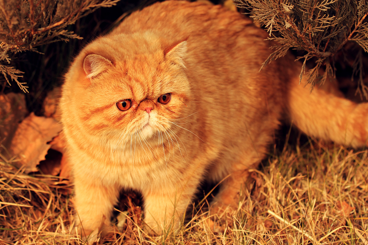 超过 100 张关于“、猫玩耍”和“猫”的免费图片 - Pixabay
