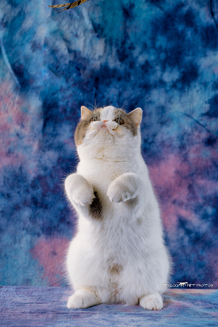 原创作品:cat show