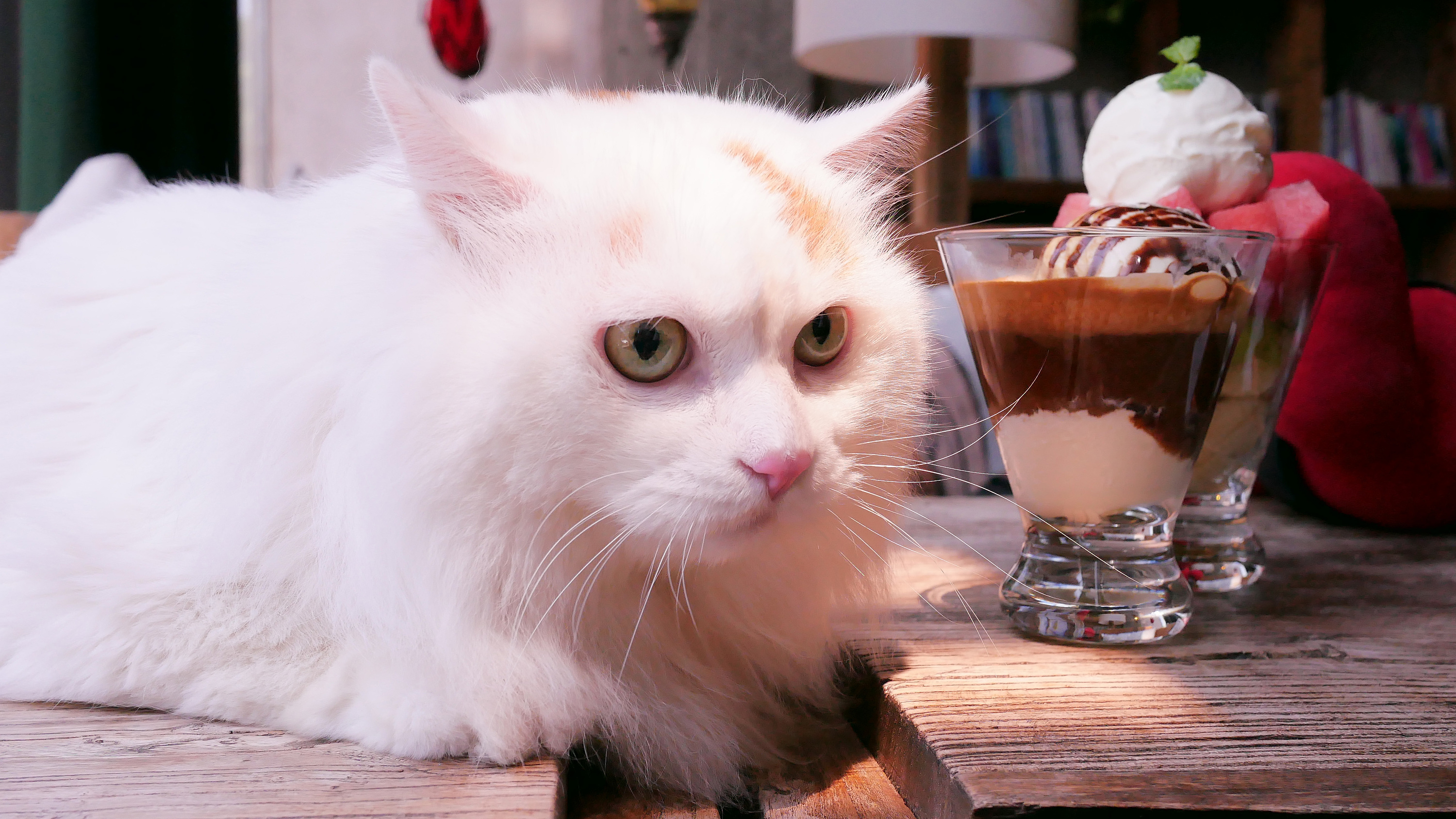 宠物合集|摄影|动物|速溶咖啡猫 - 原创作品 - 站酷 (ZCOOL)