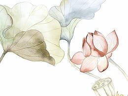 荷花