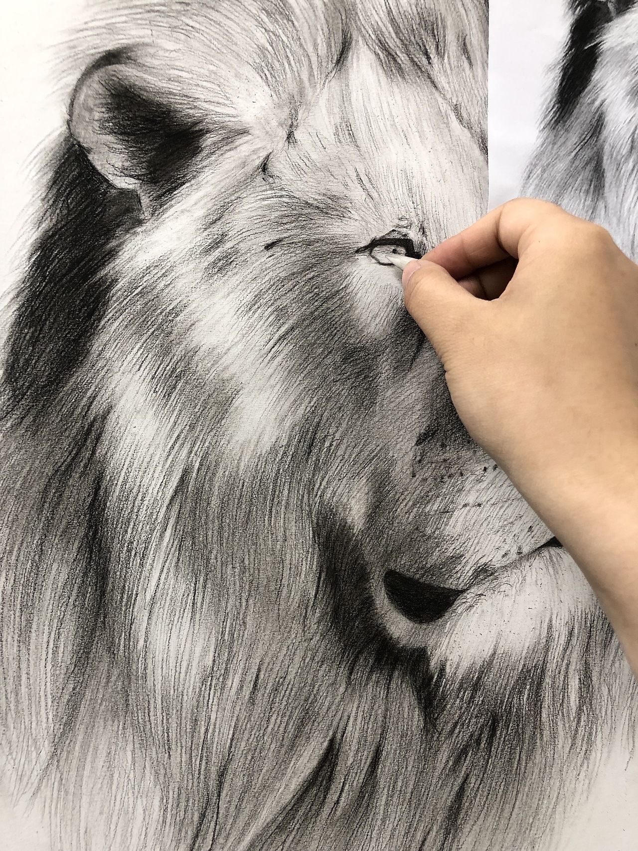 素描臨摹獅子???（圖ZMjYyNDcyMjU2） - 繪畫 - 站酷設(shè)計(jì)師辰悅Wendy原創(chuàng)素材 - 站酷ZCOOL