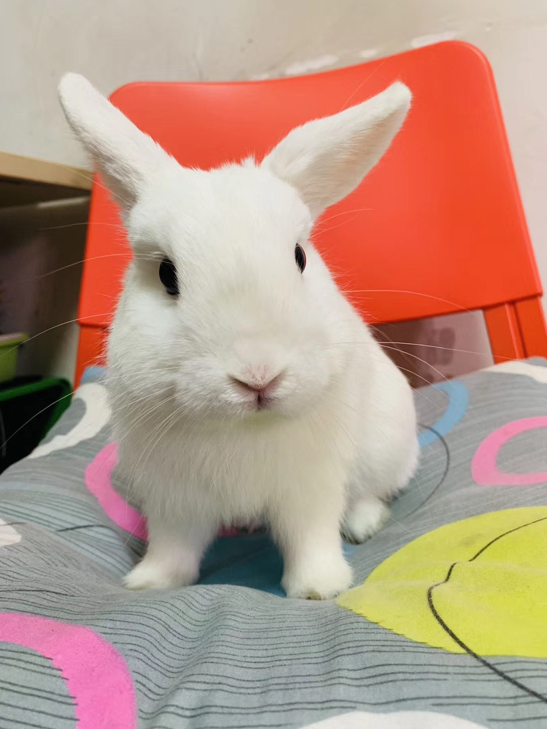 水彩上色—兔子和蜗牛