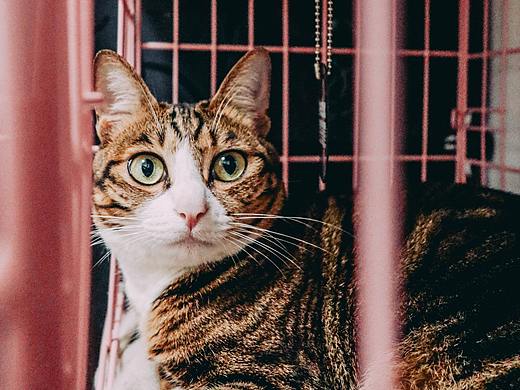 二狗子#猫#