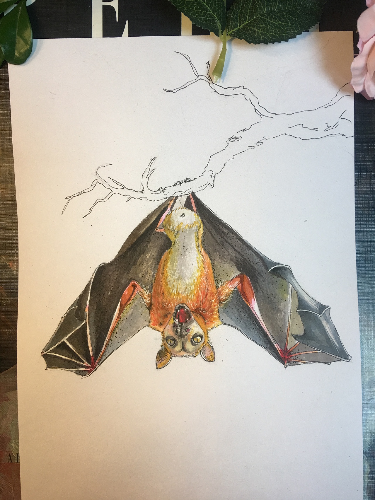 工笔蝙蝠绘画图片