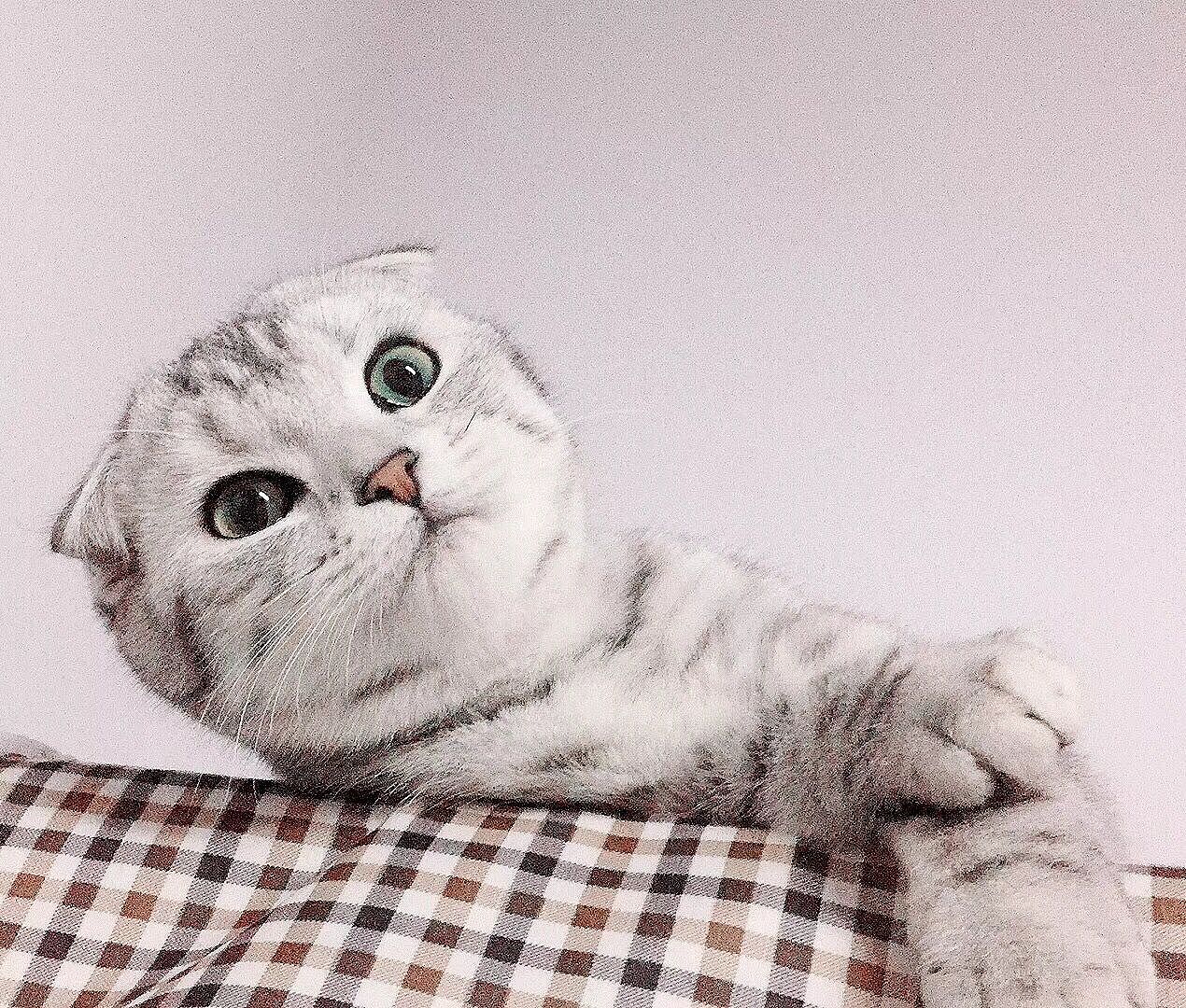 我的胖鱼骨（图ZMTA4ODk0Mjg0） - 宠物摄影 - 站酷设计师a灰兔子a原创素材 - 站酷ZCOOL