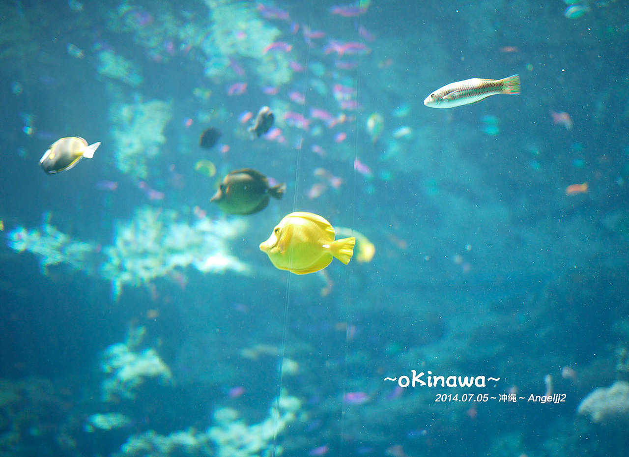 2014.07.05.oKinawa.冲绳游（图ZMTkxMTc4NTI=） - 风光摄影 - 站酷设计师angeljj2原创素材 - 站酷ZCOOL