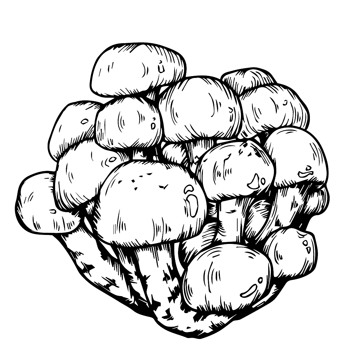 北方山奇包装插图设计