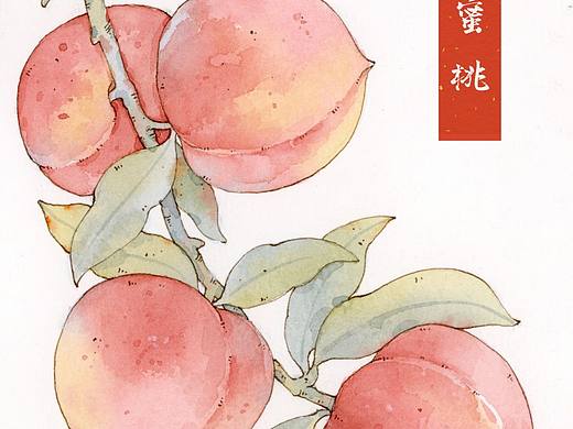 水彩——水蜜桃、荔枝