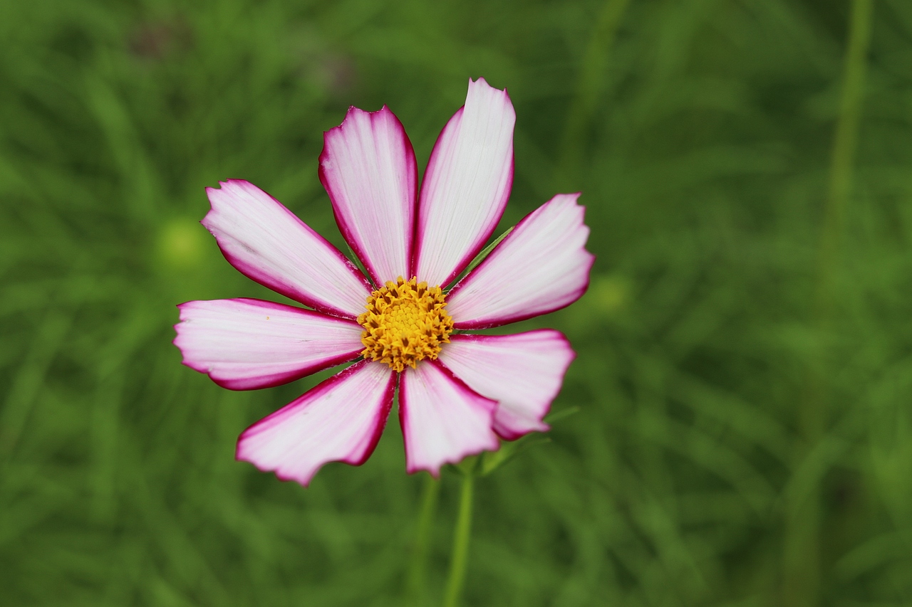 花海（图ZMTMzMjE0NzI4） - 风光摄影 - 站酷设计师梦醒时分sr原创素材 - 站酷ZCOOL