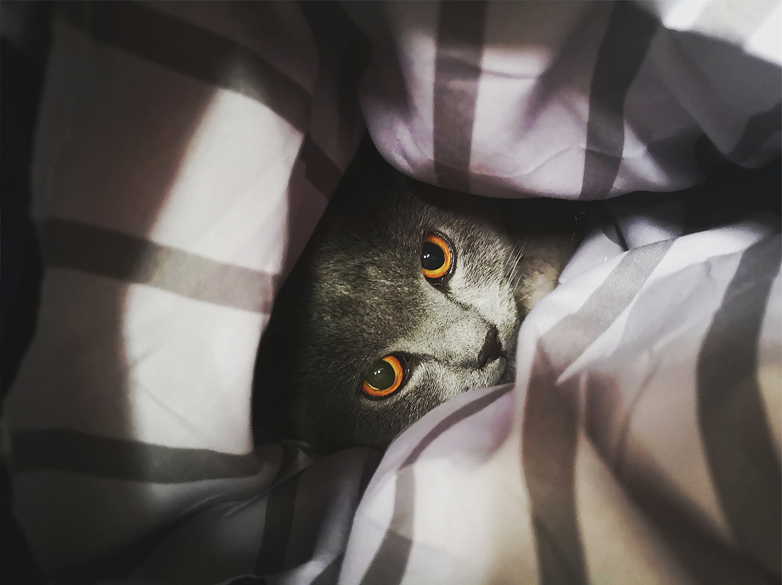 一只蓝猫（图ZMjE0NTY3Mzgw） - 宠物摄影 - 站酷设计师银河落九天原创素材 - 站酷ZCOOL