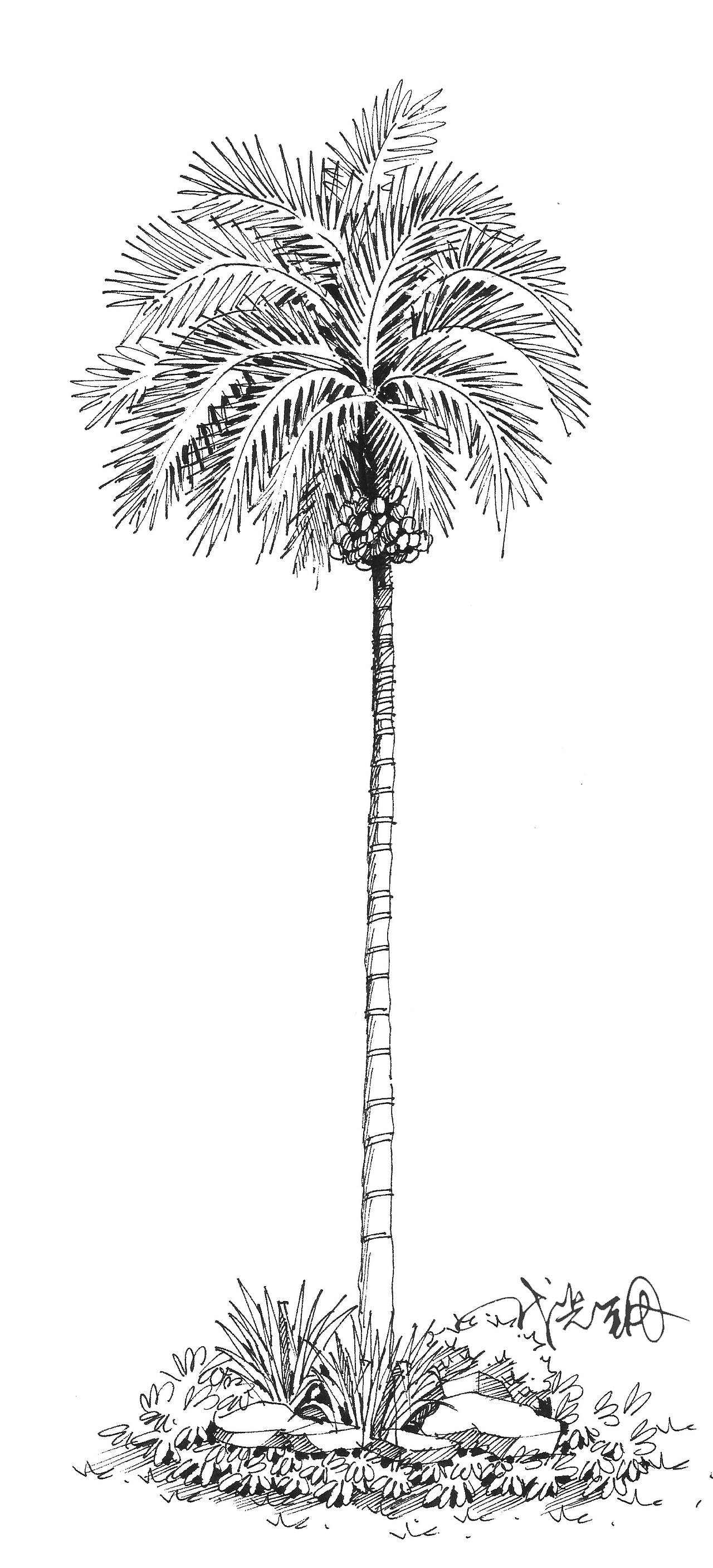 槟榔树的树干一节一节的,乍一看有点竹干的感觉.