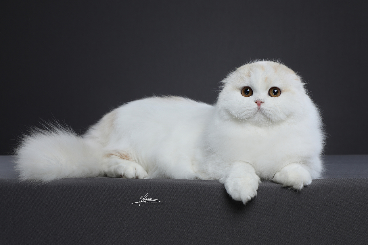 高地折耳猫|摄影|宠物摄影|amyworks赛猫摄影 - 原创作品 - 站酷