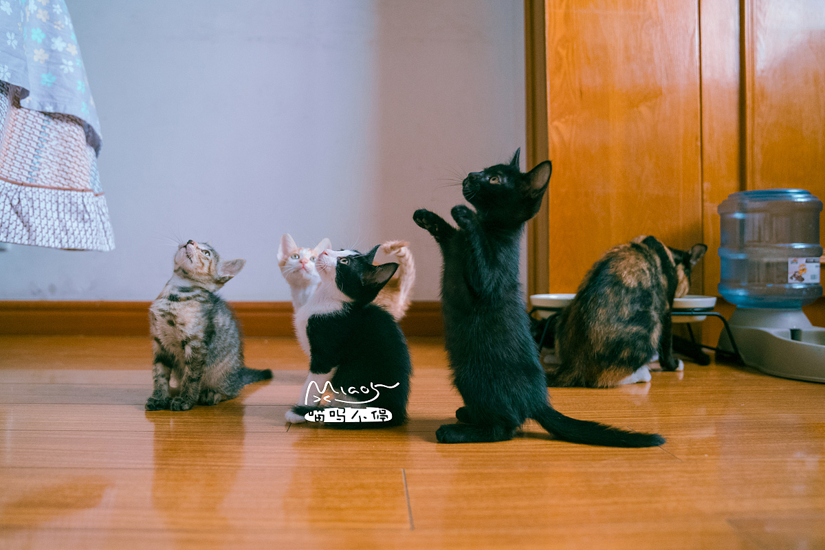 朋友家收养的奶猫们毕业啦（图ZOTAyMTAyNzI=） - 宠物摄影 - 站酷设计师喵呜不停原创素材 - 站酷ZCOOL