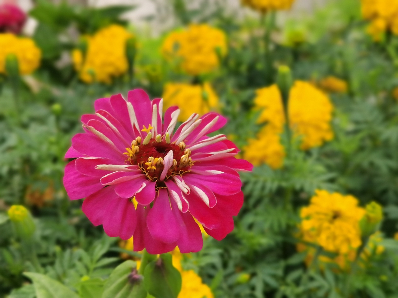 野菊（图ZMjYwNDE2ODE2） - 风光摄影 - 站酷设计师南蛮文子原创素材 - 站酷ZCOOL