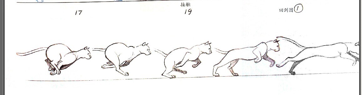 flash动作规律的小练习-猫科动物