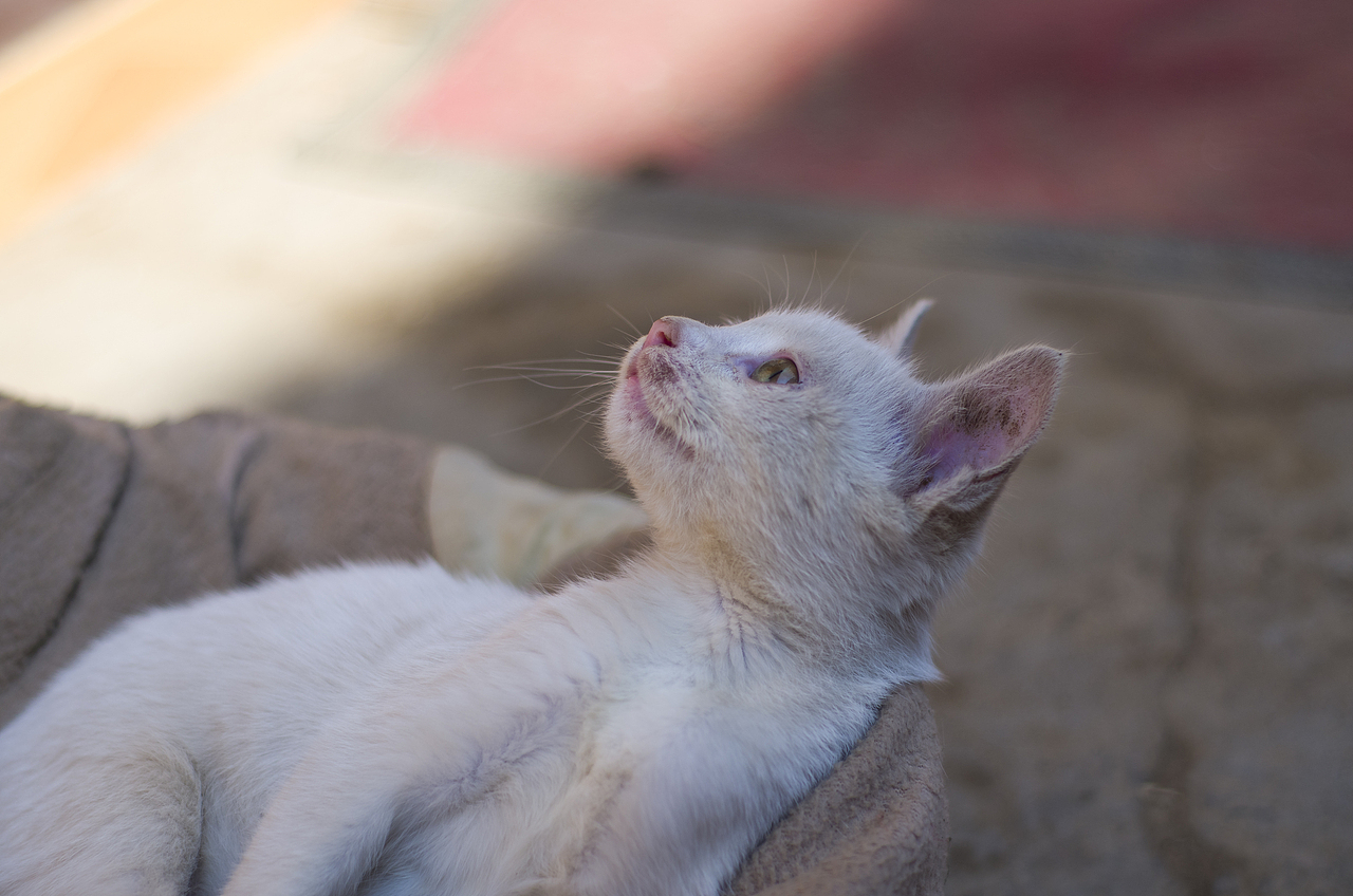 来自乡下的文艺——猫姐(>^ω^<)!!