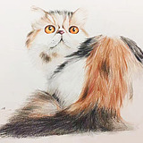 渝子君的头像