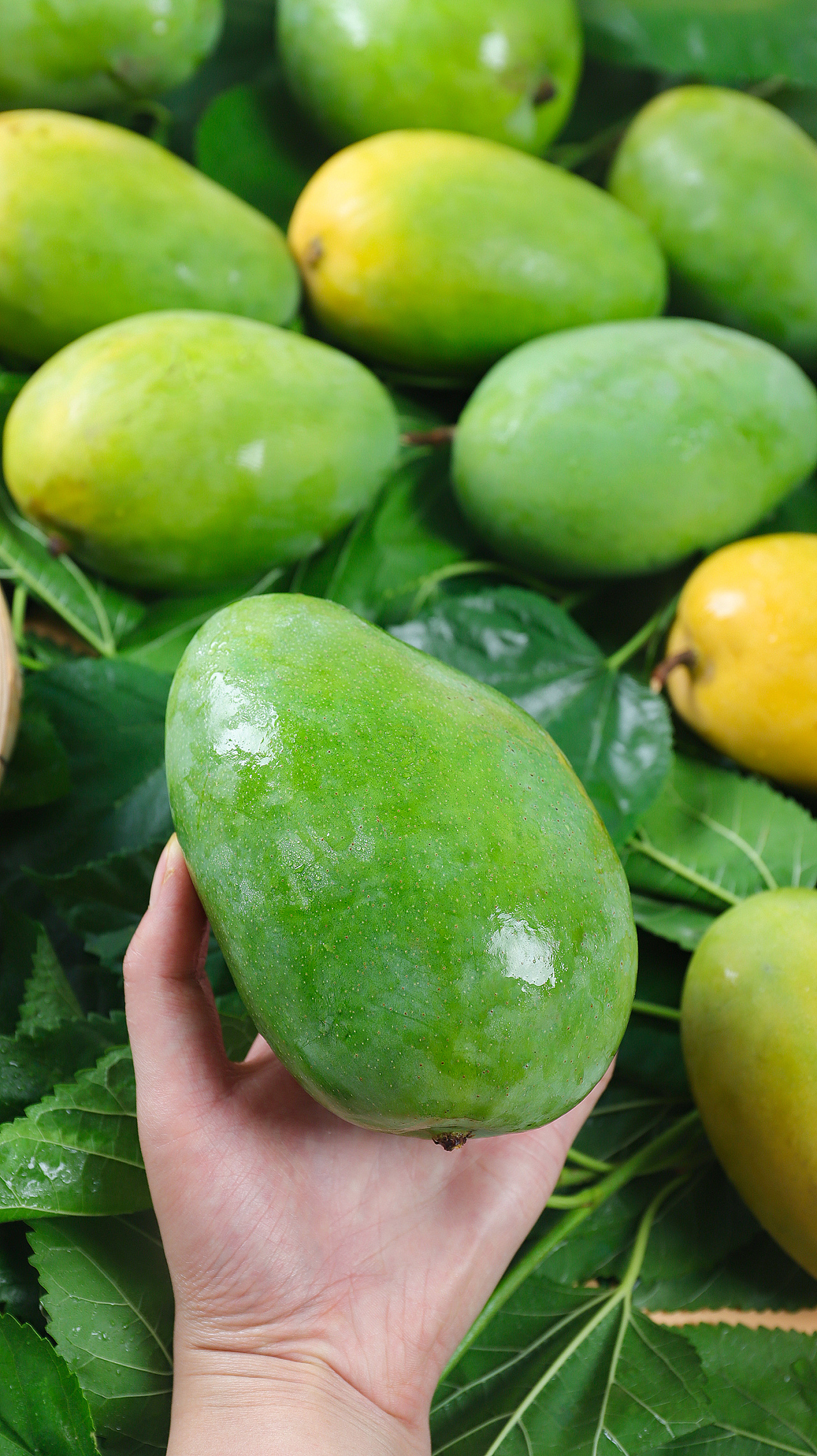 水果拍摄-凯特芒果