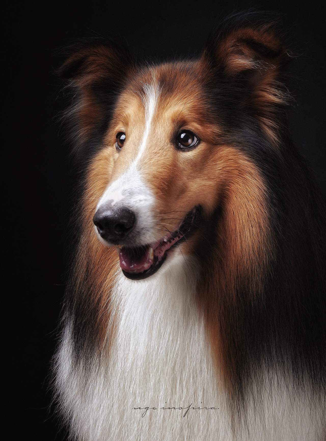 我猜我们见过面.恩?【动物摄影师何某某个人作品2】