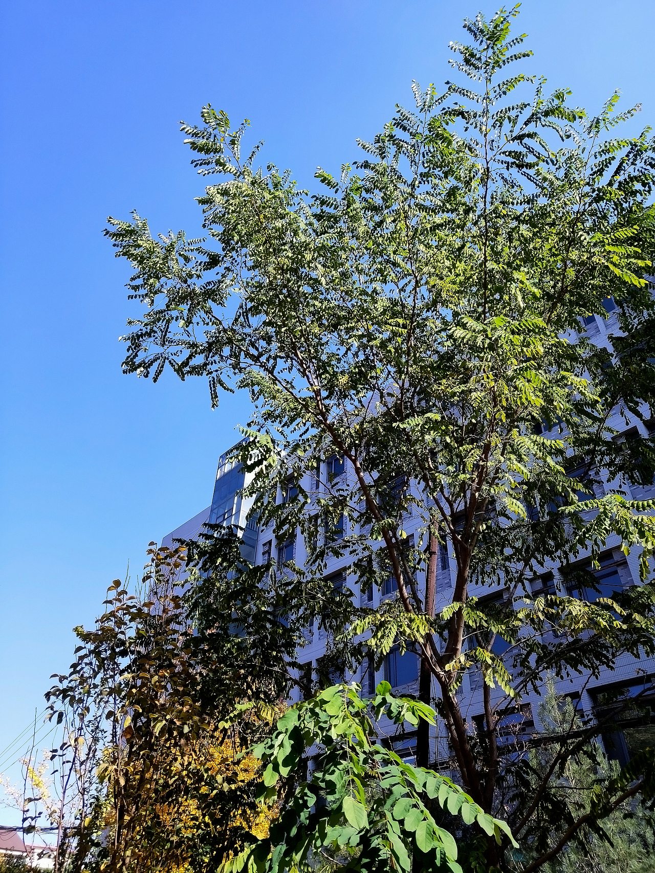 校园生活（图ZMjg1NDUyMTQw） - 环境/建筑摄影 - 站酷设计师Z74021607原创素材 - 站酷ZCOOL