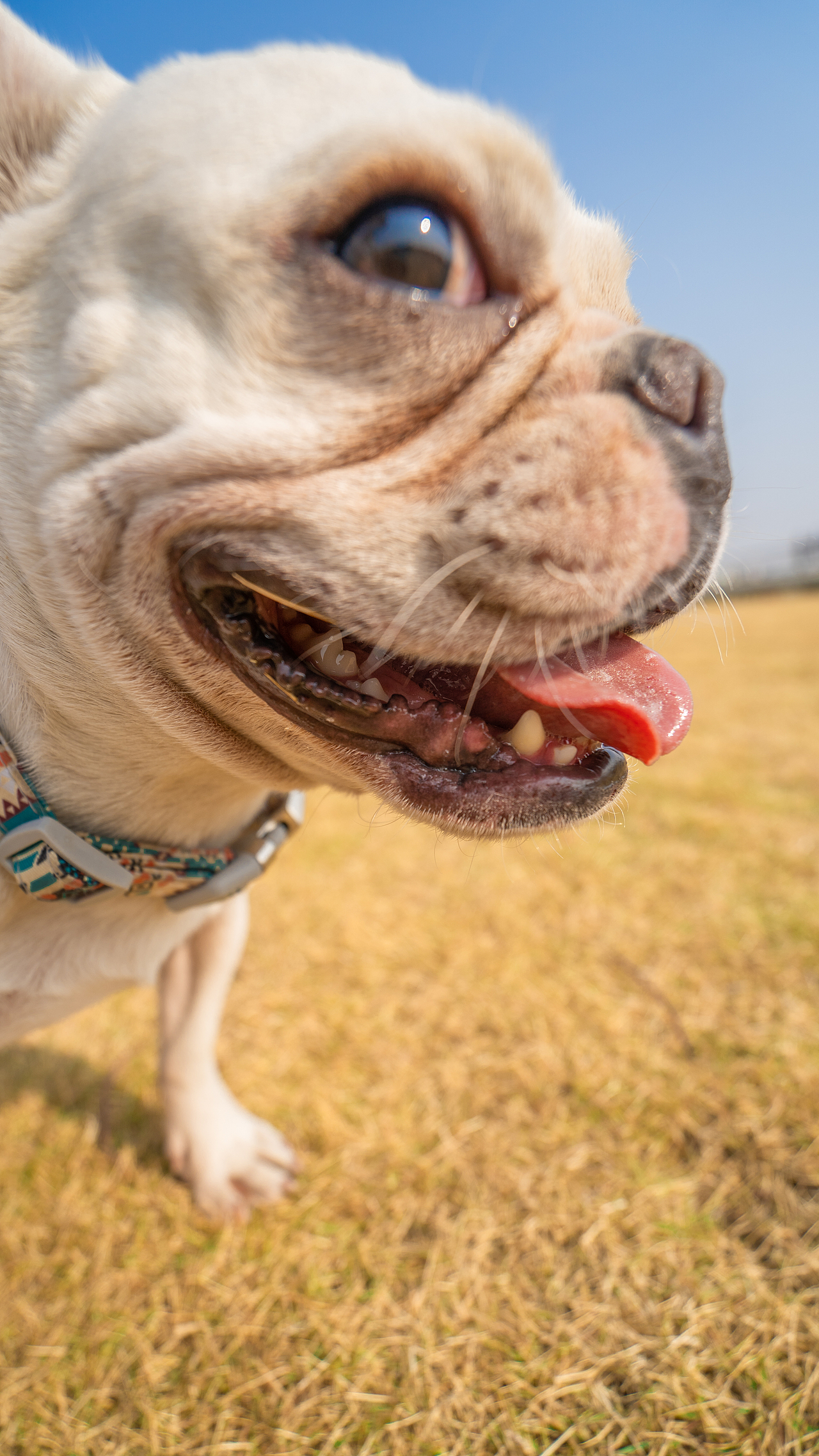法斗 大憨憨的傻笑