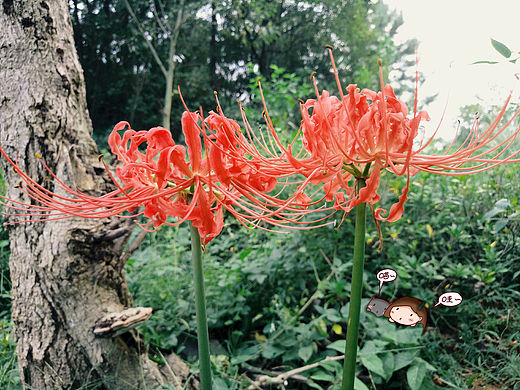 #走走-看看-畫畫#（個(gè)人主頁(yè)-ZMTg3MTQzNDQ=） - 其他 - 站酷設(shè)計(jì)師花布袋子呀原創(chuàng)素材 - 站酷ZCOOL