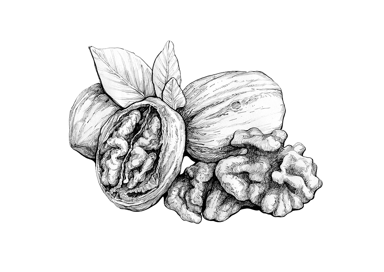 坚果（图ZMzgzMjg1NzI=） - 商业插画 - 站酷设计师Lao妖怪原创素材 - 站酷ZCOOL