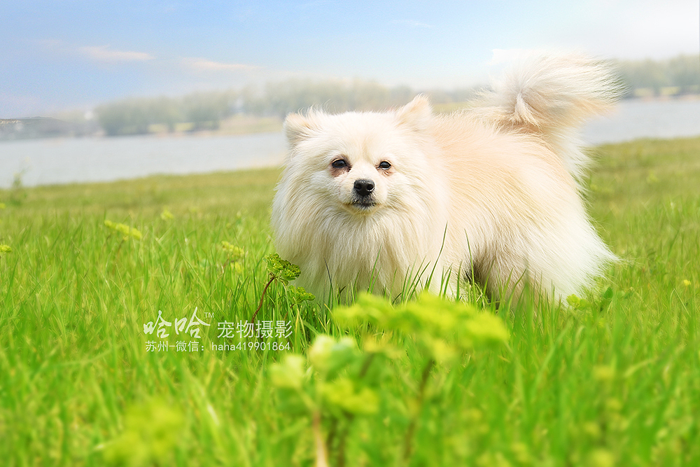 皮蛋~苏州阳澄湖边【哈哈宠物摄影】（图ZNDUzNDUyMDg=） - 宠物摄影 - 站酷设计师韩晨1990原创素材 - 站酷ZCOOL