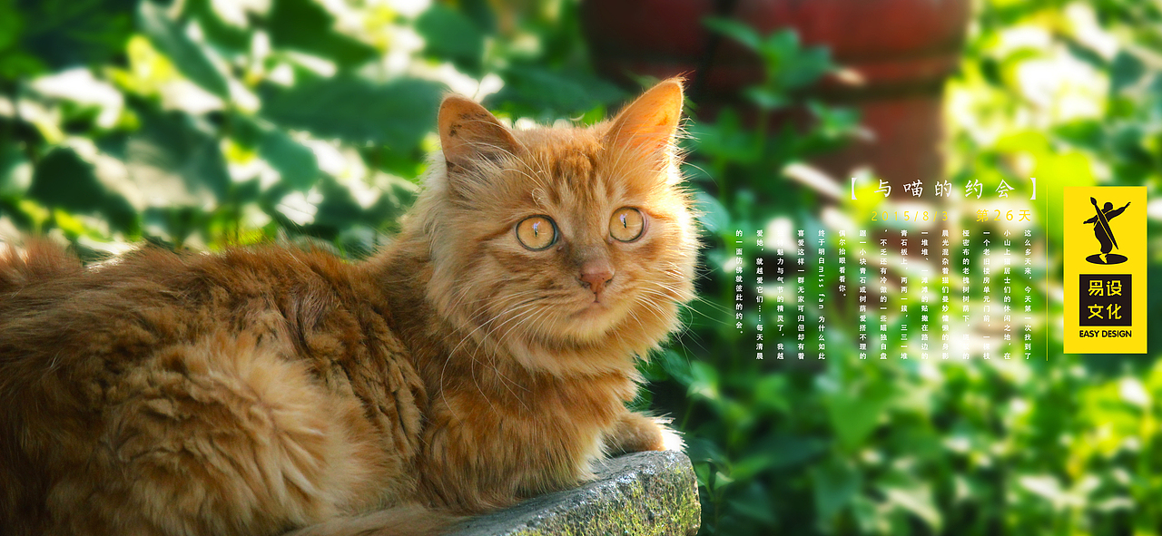 喵爹爹3（图ZMzMwNDgyMDQ=） - 宠物摄影 - 站酷设计师HAOHAO设计原创素材 - 站酷ZCOOL