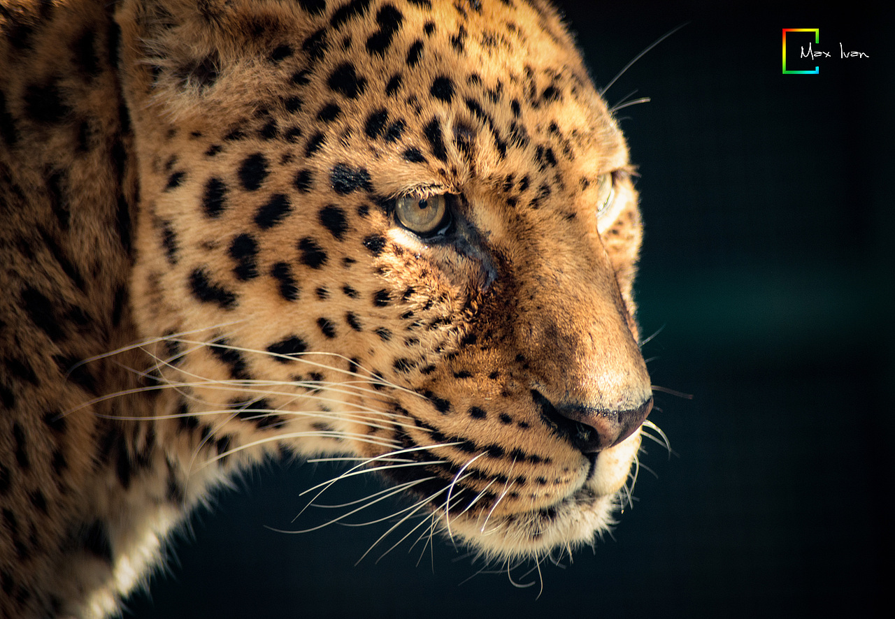 動(dòng)物攝影 （動(dòng)物園一日游）（圖ZNjkwNDM4OTI=） - 寵物攝影 - 站酷設(shè)計(jì)師Max_ivan原創(chuàng)素材 - 站酷ZCOOL