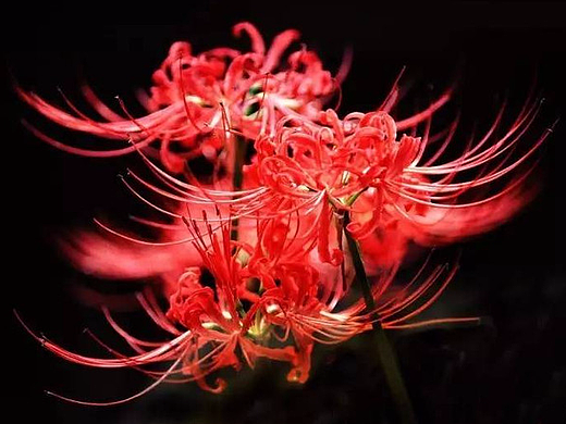 餐饮海报（个人主页-ZMjQwMzYyMzI=） - 海报 - 站酷设计师TS1309_rose原创素材 - 站酷ZCOOL