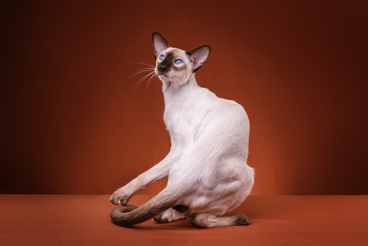 Farewell 2018【克查原创作品30】（图ZMTQwMTY0ODky） - 宠物摄影 - 站酷设计师克查原创素材 - 站酷ZCOOL