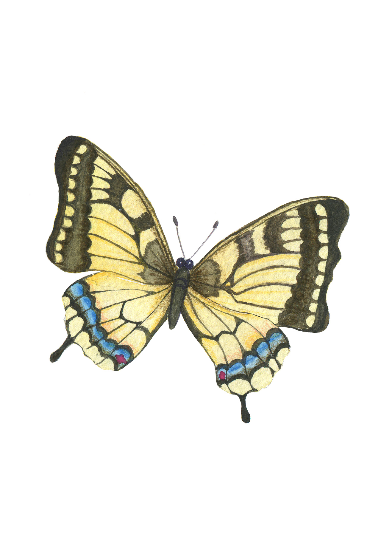 花蝴蝶---画蝴蝶