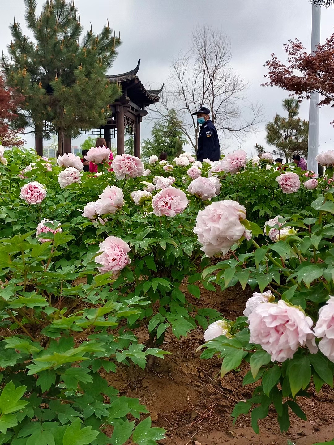 百花园（图ZMjY2NTE3ODQ4） - 风光摄影 - 站酷设计师绕道鱼原创素材 - 站酷ZCOOL