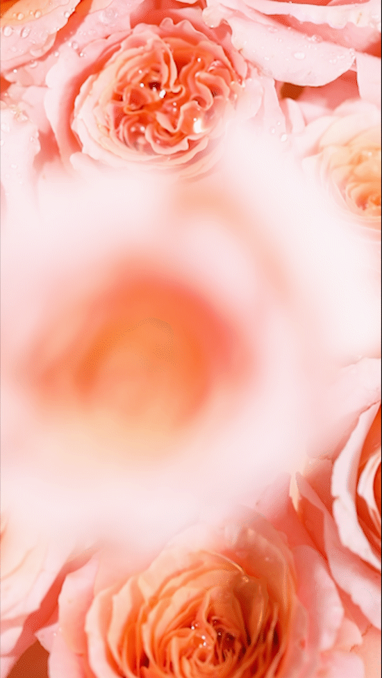 电商视频 | 伊帕尔汗玫瑰精油