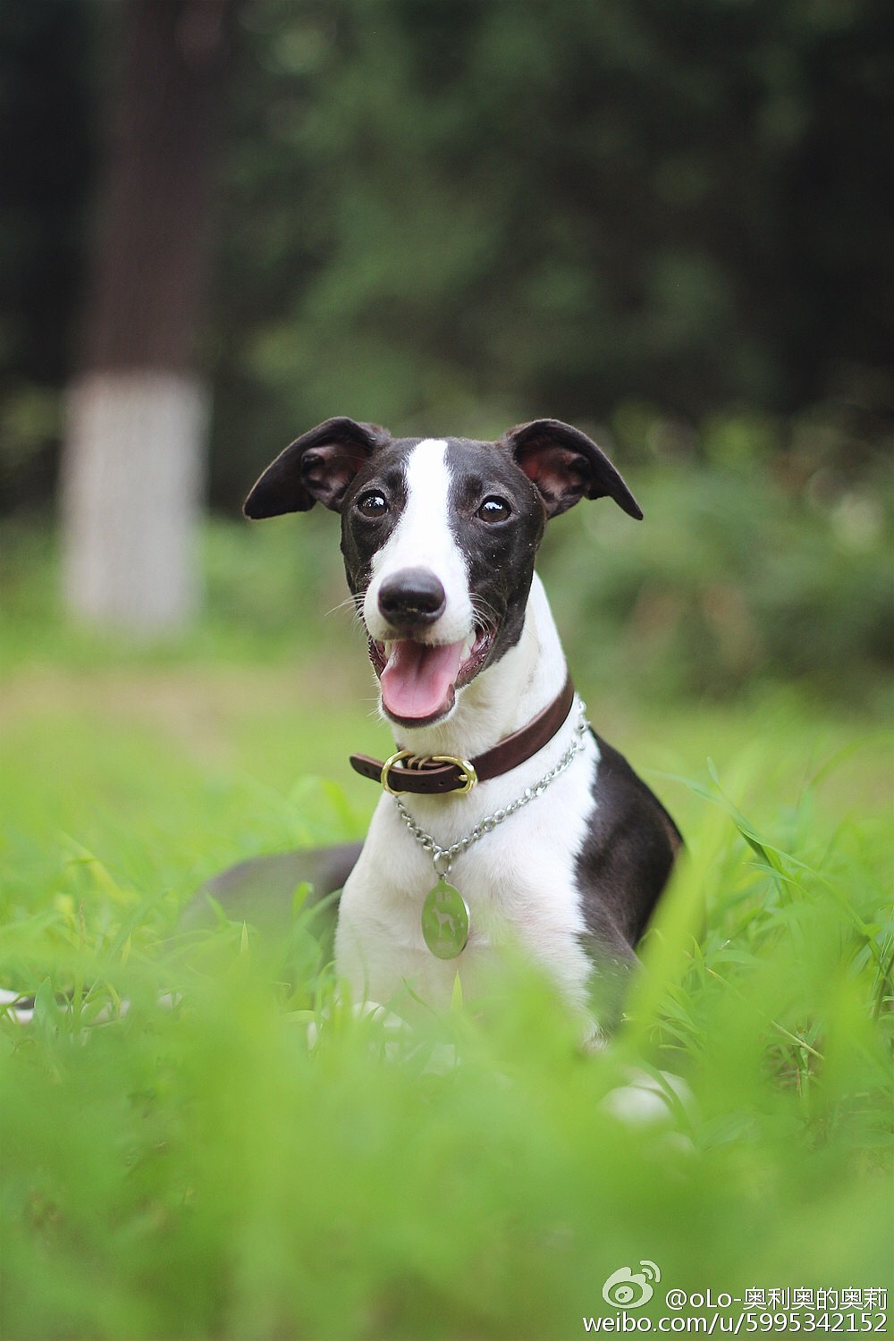 能欣赏惠比特犬这种身材和脸蛋的也不是一般的审美