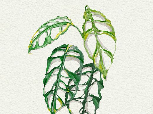 乞丐龟背竹壁纸