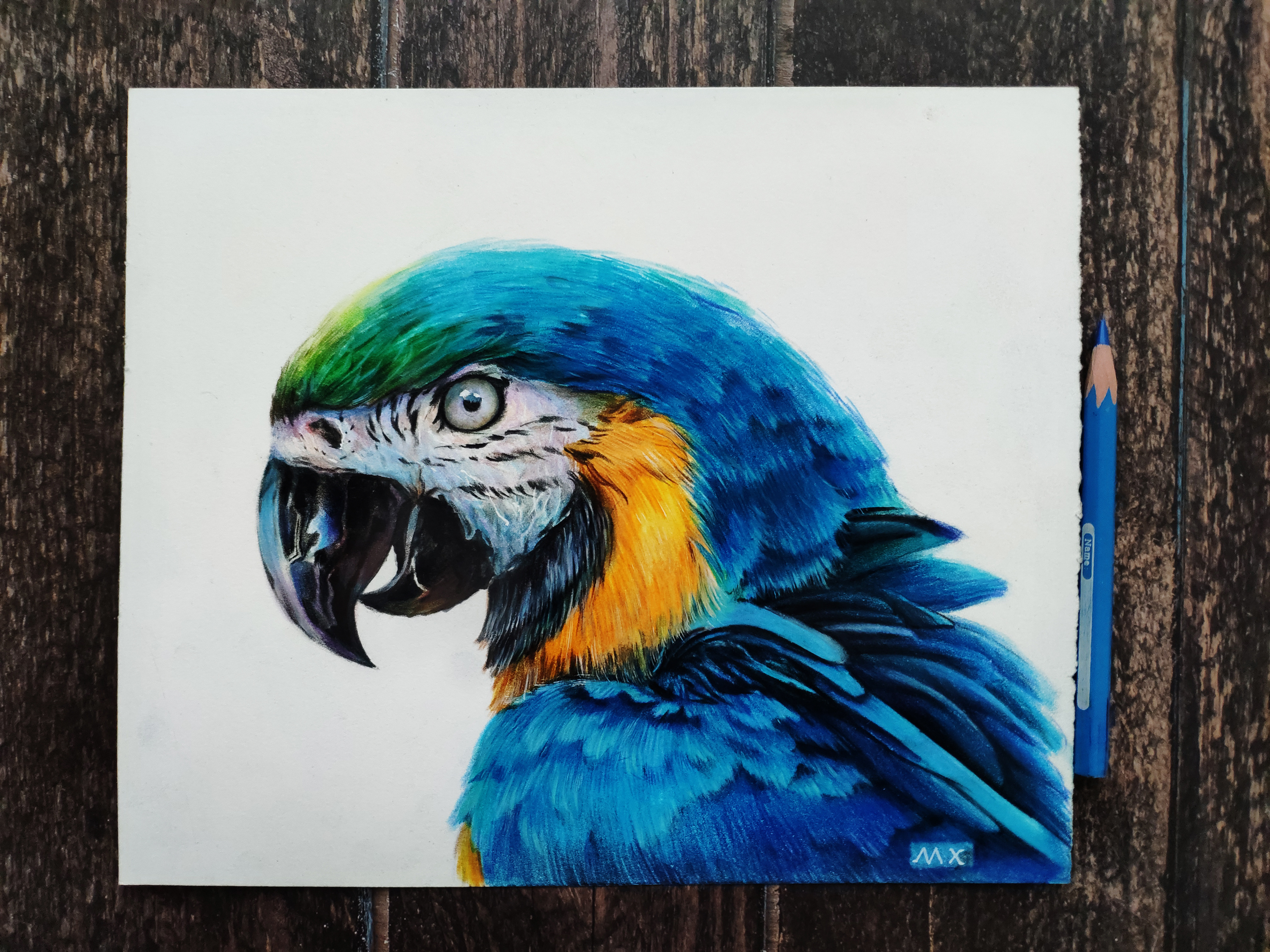 《彩色的鹦鹉》|纯艺术|绘画|寻真求美 - 原创作品 - 站酷 (ZCOOL)