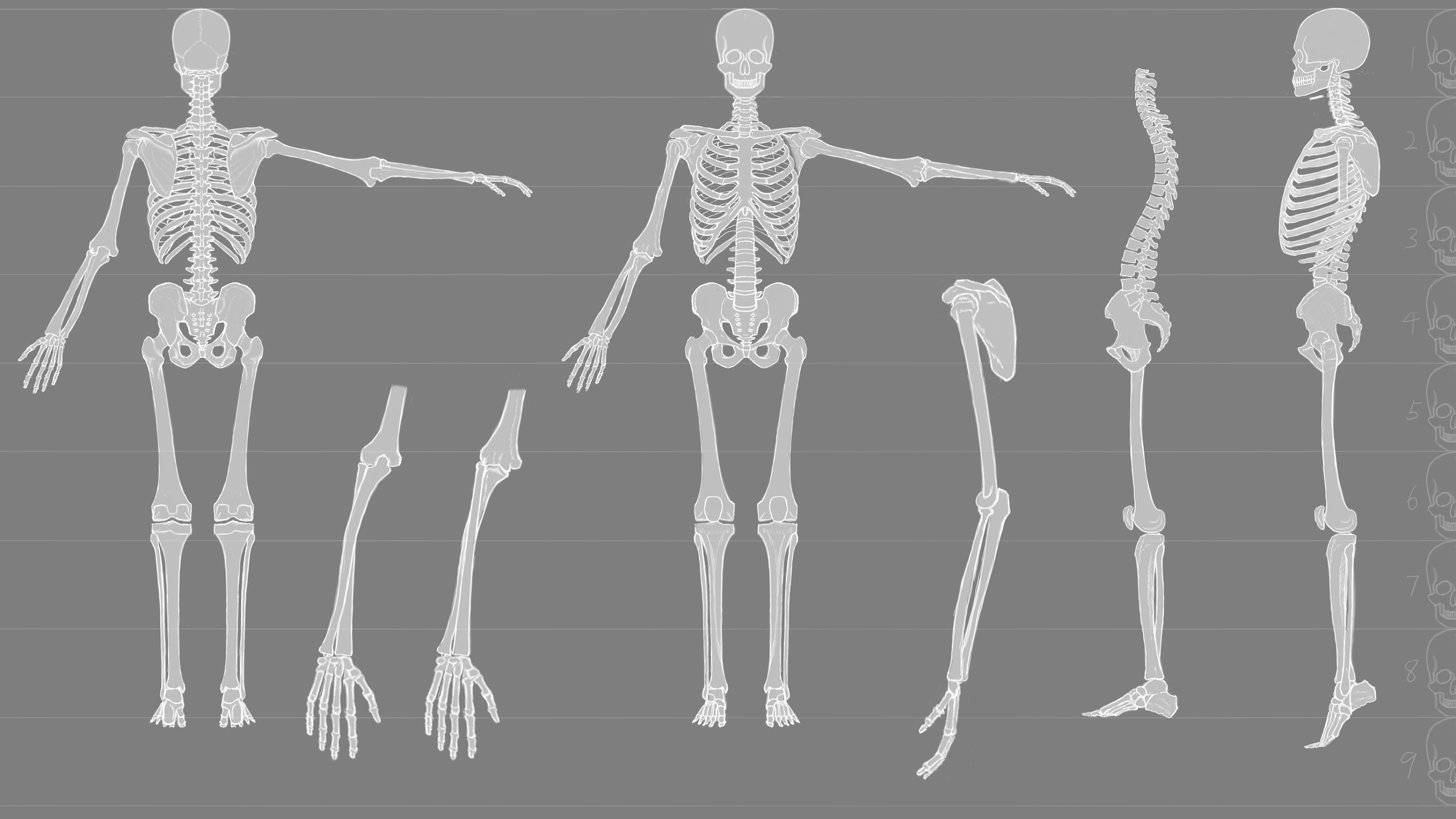 【人体解剖学图集电脑版下载2022】人体解剖学图集 PC端最新版「含模拟器」