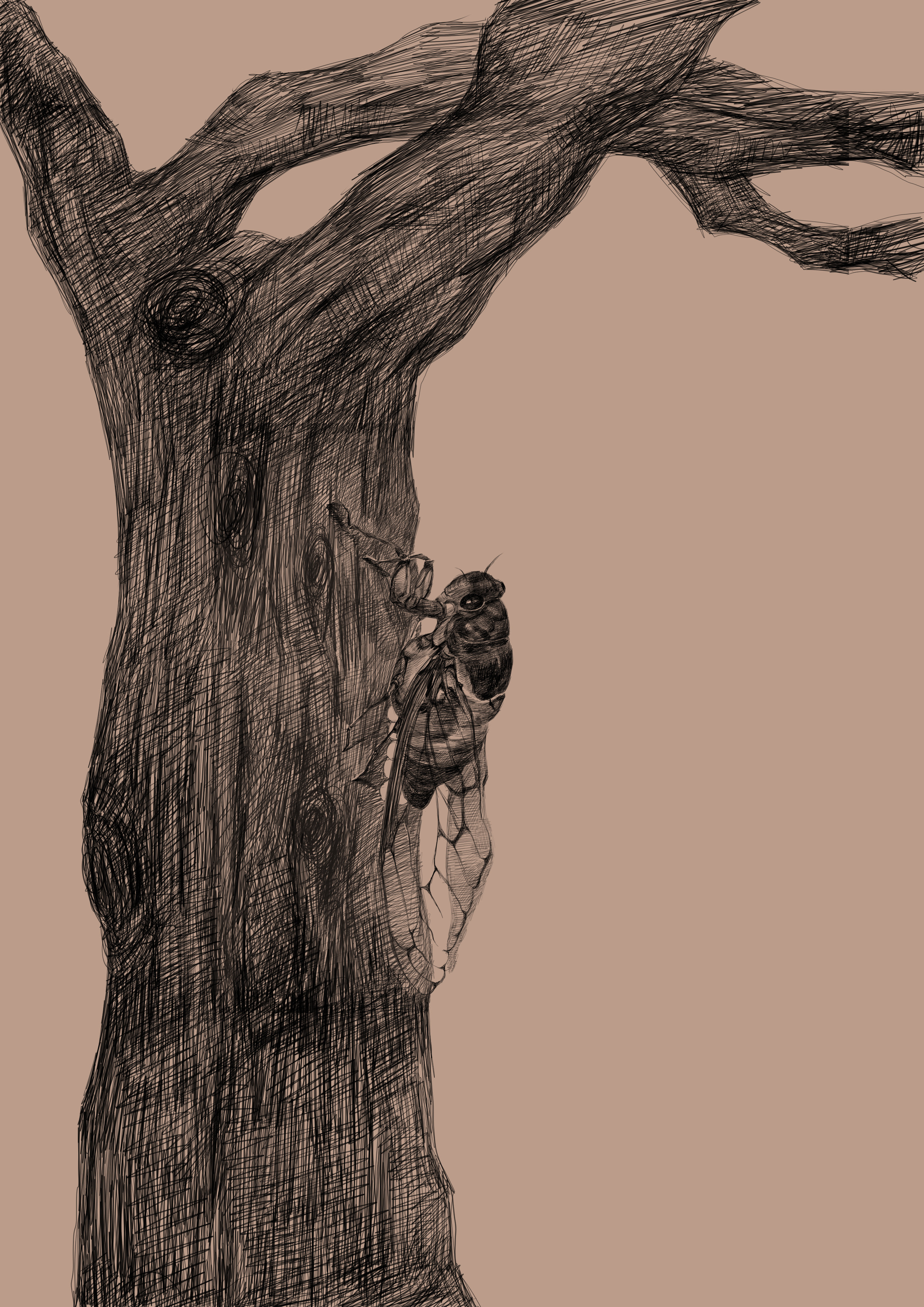 蝉|插画|商业插画|张敏哈哈 - 原创作品 - 站酷 (zcool)