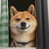 崔金条的头像