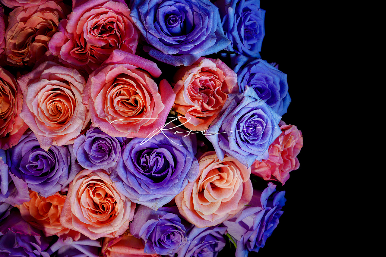 玫瑰（La Vie en Rose）朱小姐+海洋之歌（圖ZMzM3NzYxOTI0） - 時(shí)尚/藝術(shù)攝影 - 站酷設(shè)計(jì)師拾光者Orince原創(chuàng)素材 - 站酷ZCOOL