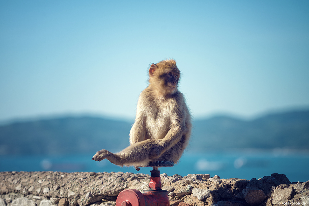 直布罗陀野蛮猴子