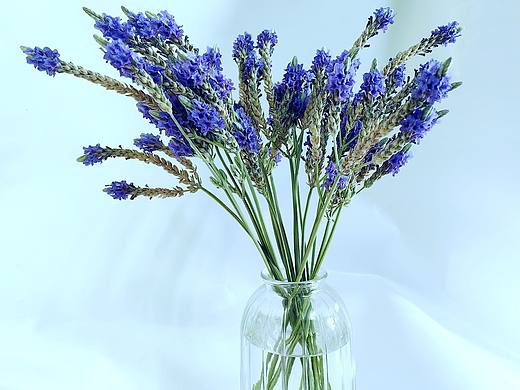 唯美心动小花园#薰衣草