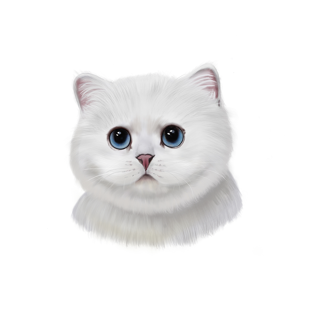 procreate 厚涂 猫 银渐层