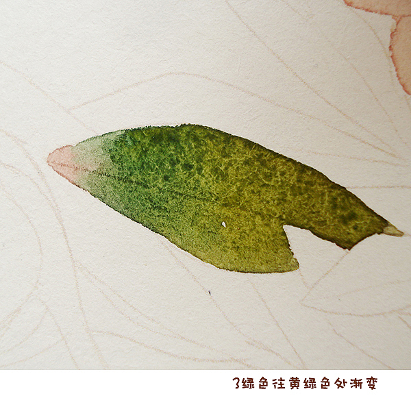 candy田水彩教程（图ZMzQ4OTU5MjA=） - 商业插画 - 站酷设计师Mrs_Candy田原创素材 - 站酷ZCOOL