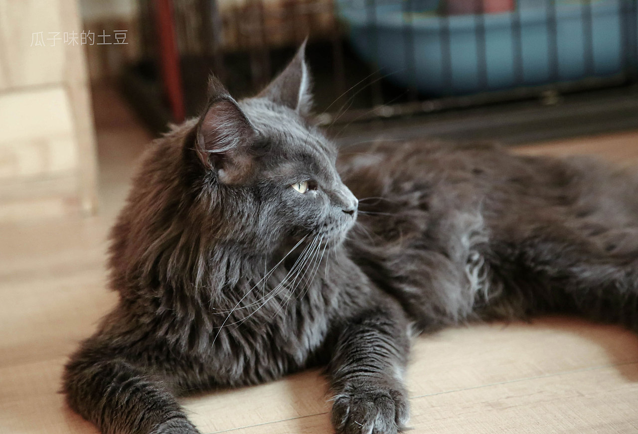去貓咖玩的時候，隨手拍的。（圖ZMTY5ODA1NTU2） - 寵物攝影 - 站酷設(shè)計師瓜子味的土豆原創(chuàng)素材 - 站酷ZCOOL