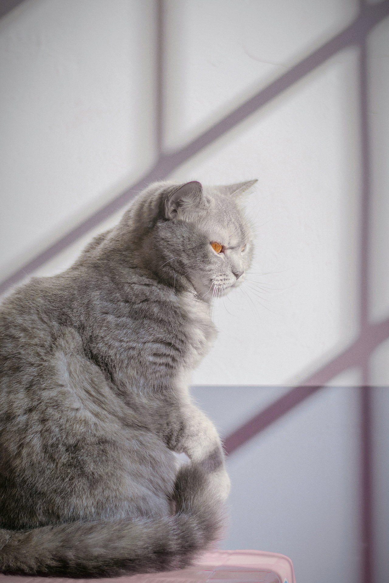 猫（图ZMzMwMTA4NTI0） - 宠物摄影 - 站酷设计师啊莫是啊莫啦原创素材 - 站酷ZCOOL